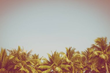 Güzel Hindistan cevizi palmiye ağacı üzerinde mavi gökyüzü ve kopya alanı