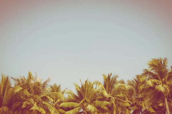 Beautiful coconut palm tree on blue sky and copy space — Stock Photo, Image