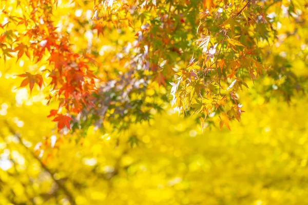 Gyönyörű juhar levél fa-őszi szezonban — Stock Fotó
