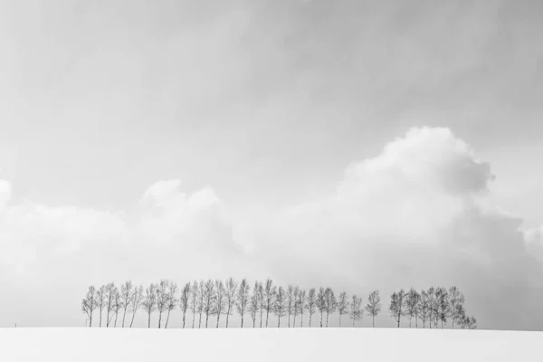 Beautiful outdoor nature landscape with group of tree branch in — Stock Photo, Image