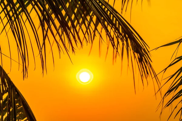 Belle nature extérieure avec feuille de noix de coco avec lever ou coucher de soleil — Photo