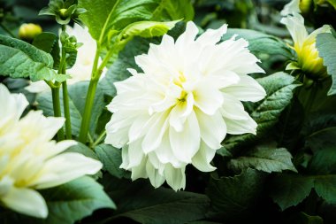 Bahçedeki renkli çiçek.