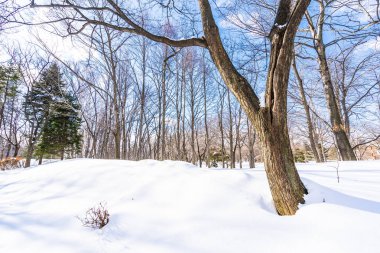 Kar kış sezonu ağacında ile güzel manzara