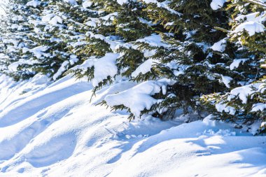 Noel Ağacı ile Güzel Doğa Manzarası