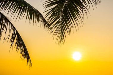 Gündoğumu veya sunse ile hindistan cevizi yaprağı ile güzel açık doğa