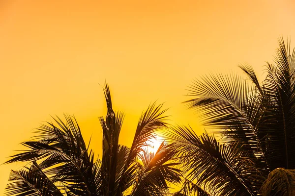 Bella natura all'aperto con foglia di cocco con alba o sole — Foto Stock