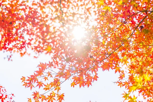 Bela folha de bordo vermelho e verde na árvore — Fotografia de Stock