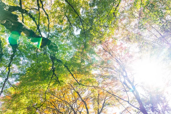 Bela árvore de folha de bordo na temporada de outono — Fotografia de Stock