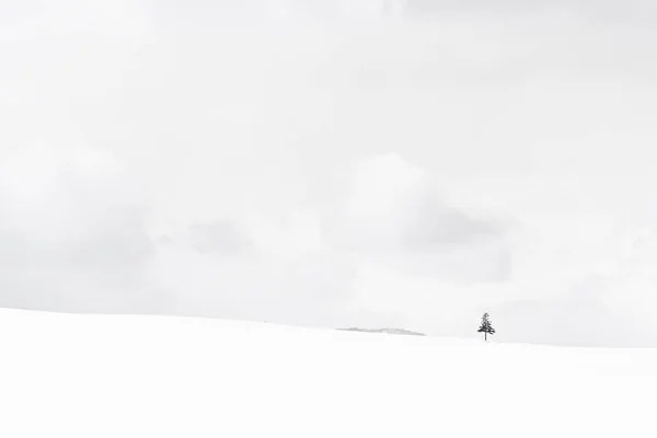 Bela paisagem natural ao ar livre com árvore de Natal no inverno — Fotografia de Stock