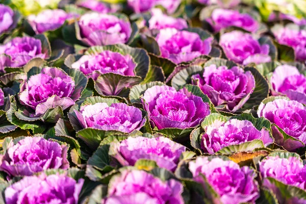 Fleur de couleur verte et violette — Photo