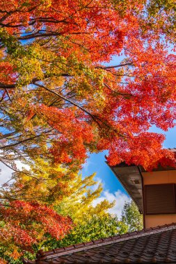 Güzel akçaağaç yaprağı ağaç Sonbahar sezonu