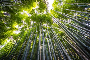 Bambu Grove Arashiyama, ormandaki güzel manzara 