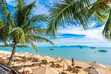 Hindistan cevizi palmiye ağacı ile güzel tropikal plaj deniz ve okyanus bir