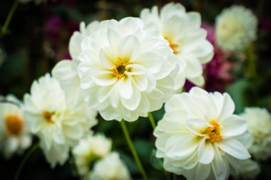 Bahçedeki renkli çiçek.