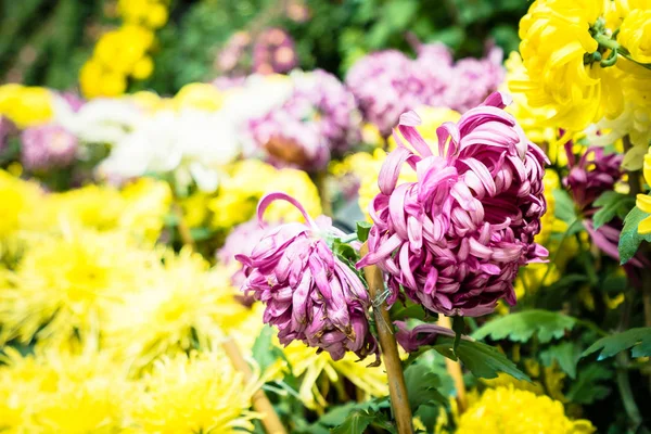 Kleurrijke bloem in de tuin — Stockfoto