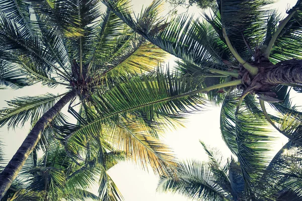 Bella palma da cocco sul cielo blu e copiare spazio — Foto Stock