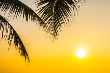 Gündoğumu veya sunse ile hindistan cevizi yaprağı ile güzel açık doğa
