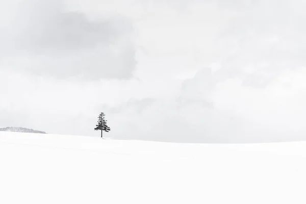 Bela paisagem natural ao ar livre com árvore de Natal no inverno — Fotografia de Stock