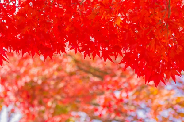 Beautiful red and green maple leaf on tree — Stock Photo, Image