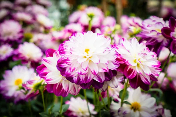 Färgglada blomma i trädgården — Stockfoto