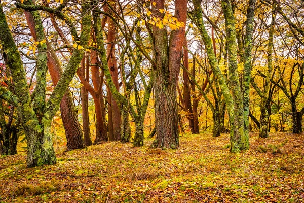 Bela árvore de folha de bordo na temporada de outono — Fotografia de Stock