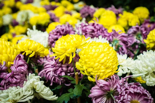 Flor colorida en el jardín — Foto de Stock