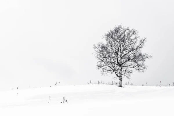 冬雪の中での孤独な木と美しい風景 — ストック写真