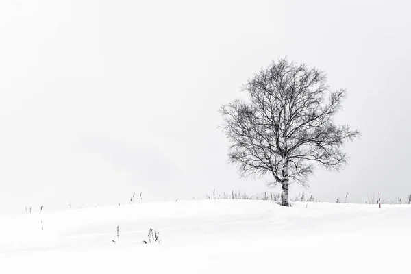 Bela paisagem com árvore solitária na temporada de inverno de neve — Fotografia de Stock