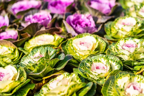 Flor de color verde y púrpura — Foto de Stock