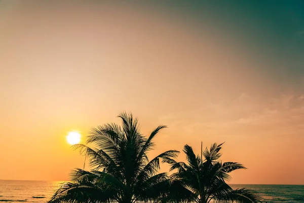 Gyönyörű kültéri természetű kókusz levél napkelte vagy sunse — Stock Fotó