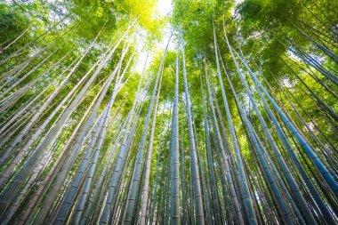 Arashiyama güzel bambu grove ağacında