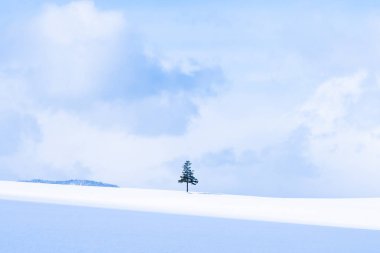 Güzel açık doğa manzara ile Noel ağacı kışın