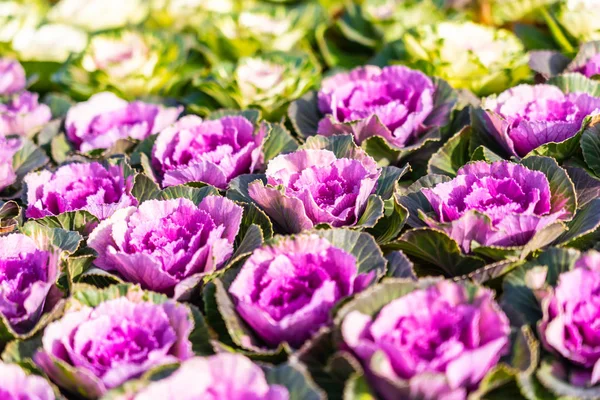 Fiore di colore verde e viola — Foto Stock