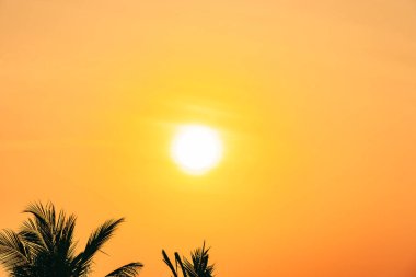 Gündoğumu veya sunse ile hindistan cevizi yaprağı ile güzel açık doğa