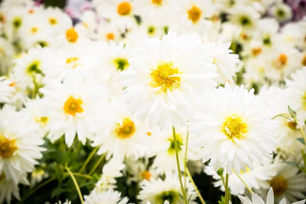 Bunte Blume im Garten — Stockfoto