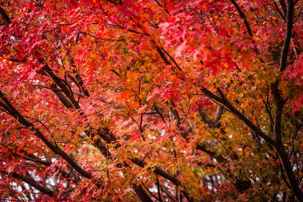 Schöner Ahornblattbaum in der Herbstsaison — Stockfoto