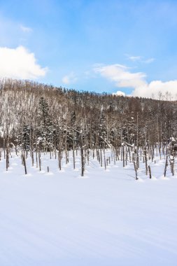 Güzel açık doğa manzara mavi su birikintisi ağaç dalı ile