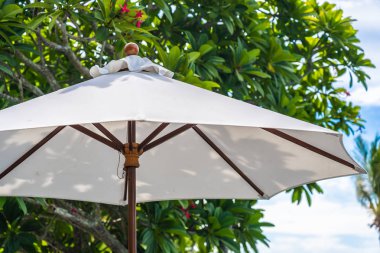 Üzerinde hindistan cevizi palmiye ağacı ile şemsiye seçici odak noktası 