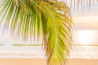 Hol için gün doğumu saatinde palmiye ağacı ile güzel deniz okyanusu plaj