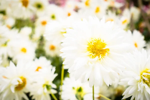 Fleurs colorées dans le jardin — Photo