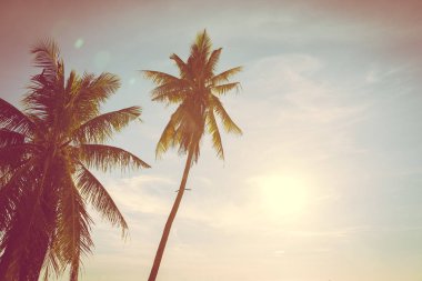 Hindistan cevizi palmiye ağacı yaprağı ile güzel açık tropikal doğa