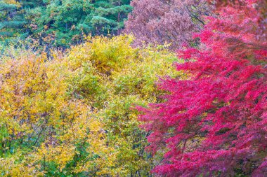 Güzel akçaağaç yaprağı ağaç Sonbahar sezonu