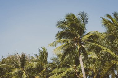 Güzel Hindistan cevizi palmiye ağacı üzerinde mavi gökyüzü ve kopya alanı