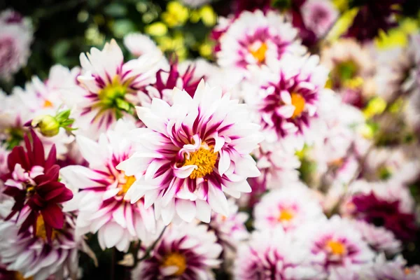 Fiore colorato in giardino — Foto Stock