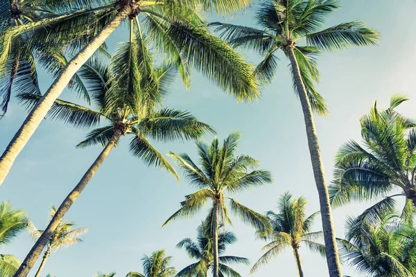 Beautiful outdoor tropical nature with coconut palm tree leaf on — Stock Photo, Image