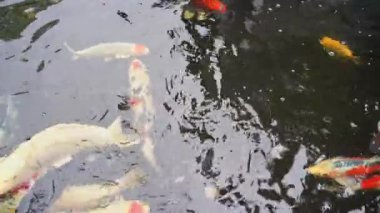 Gölde yüzen koi balıklarının yakın çekim görüntüleri.