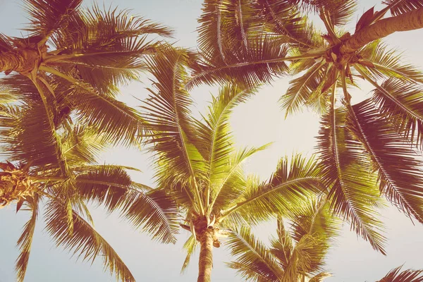 日落或日出时分 美丽的热带棕榈树环绕着海滩海 — 图库照片