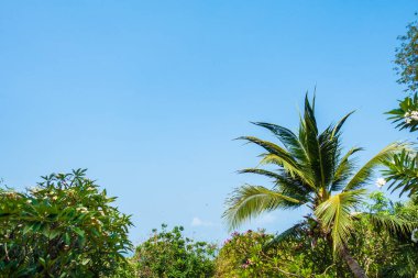 Hindistan cevizi palmiyesi etrafındaki deniz okyanusu koyunun güzel tropikal doğası tatil için.