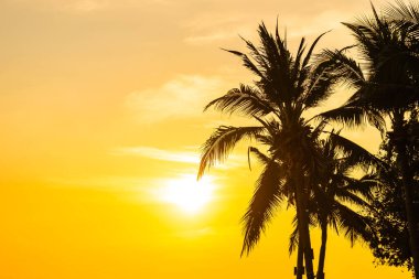 Gün batımında ya da gün doğumunda sahil okyanusu çevresinde güzel bir tropikal palmiye ağacı