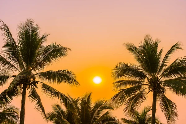 Красива Природа Пальмою Навколо Океанського Пляжу Заході Сонця Або Сходу — стокове фото